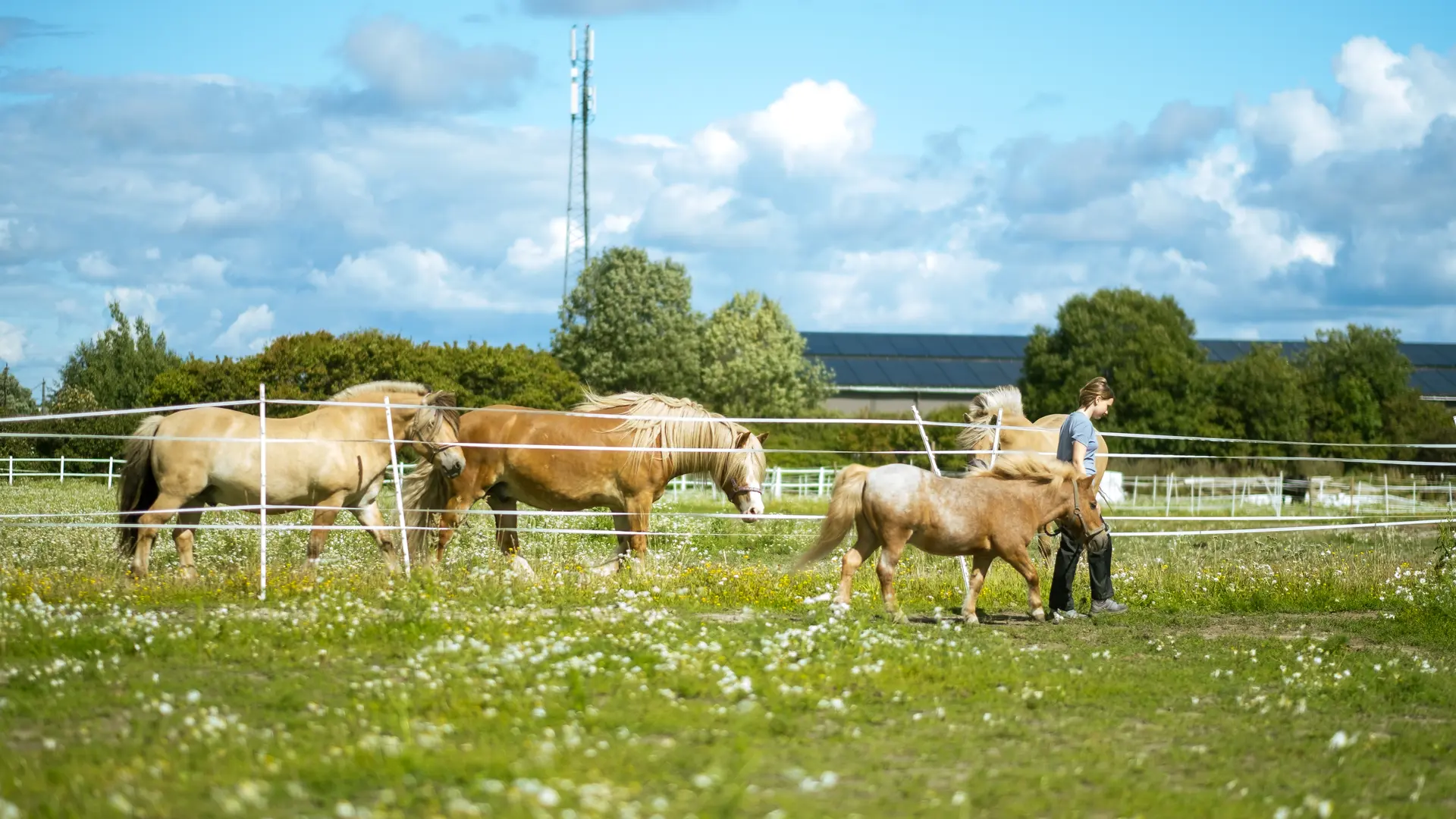 Sommerferie med hest og gårdsliv på Hjørgunn